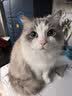 好主人（CARE）金装无谷猫粮通用高肉高蛋白【升级金装80%含肉量】成猫粮2.5kg 实拍图