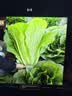 北蔬 生菜种子苗四季盆栽生吃奶油罗马生菜菜种籽 罗马生菜籽约5000粒 实拍图