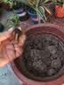 重瓣三角梅苗盆栽地栽花卉老桩室内阳台庭院爬藤植物四季开花 三角梅1棵【品种随机】 实拍图