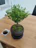 八芽 小叶赤楠盆景摆件室内绿植花卉盆栽老桩客厅办公室桌面好养植物 （【热销款】舍得紫砂盆赤楠+苔藓+底座） 实拍图
