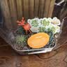 【铁饭碗】多肉盆栽随机色1盆 晒单实拍图