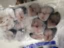 蓝雪东海马鲛鱼扒300g 袋装 国产冷冻鲅鱼切段健康轻食生鲜生鲜水产 实拍图
