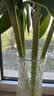 花翁水培绿植物招财转运室内水养花卉盆栽文昌竹4支(50-60cm)源头直发 实拍图