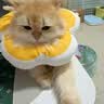 红狗金标营养膏10g 猫咪营养膏猫营养膏狗狗猫咪牛初乳免疫球蛋白 实拍图