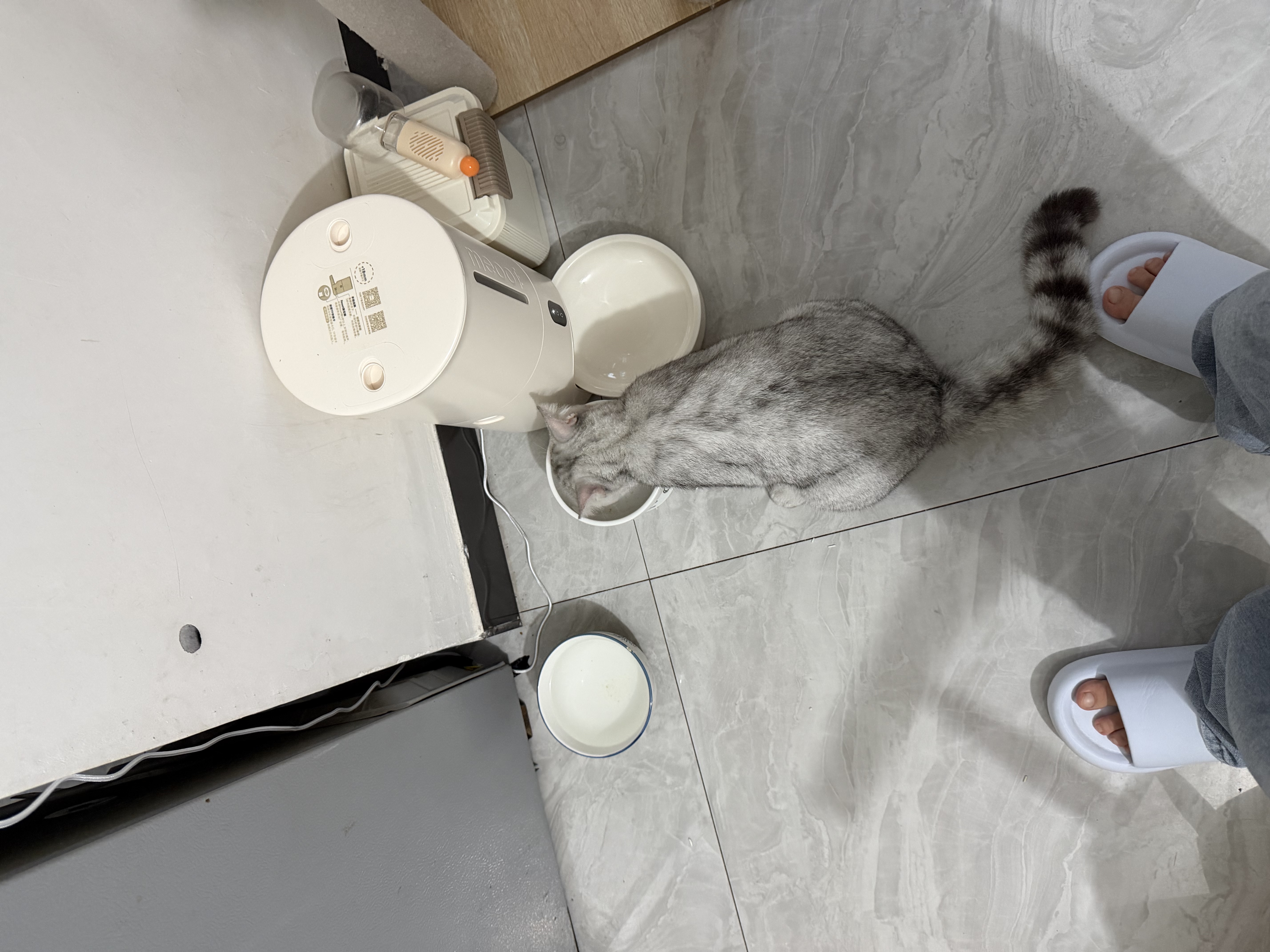meoof觅凹蛋卷自动喂食器猫咪狗投食机摄像头可视带32G卡+电池 实拍图
