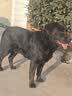 醇粹狗粮中大型成犬粮 鸡肉牛肉双拼营养益生菌犬粮15kg【囤货装】 实拍图