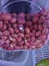 素养生活有机红花生400g 生花生米 花生豆 花生仁 东北四粒红 凉拌油炸 实拍图