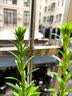 花翁香水百合种球重瓣盆栽进口球根好养花园庭院花卉绿植物源头直发 实拍图