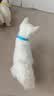 倍酷幼猫适用 营养速补帮助成长怀孕新生猫咪专用宠物羊奶粉 340g 实拍图