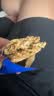 西麦燕麦片空气全麦脆1200g低脂燕麦片冷泡零食早餐代餐独立包装 实拍图