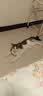 麦富迪奶弗猫用冻干羊奶棒 幼猫成猫奶猫营养奶酪棒磨牙棒宠物猫咪零食 羊奶鸡肉原味100g 实拍图