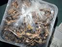 狼孩儿猫零食冻干桶300g鹌鹑猫咪零食幼猫成猫通用型 实拍图