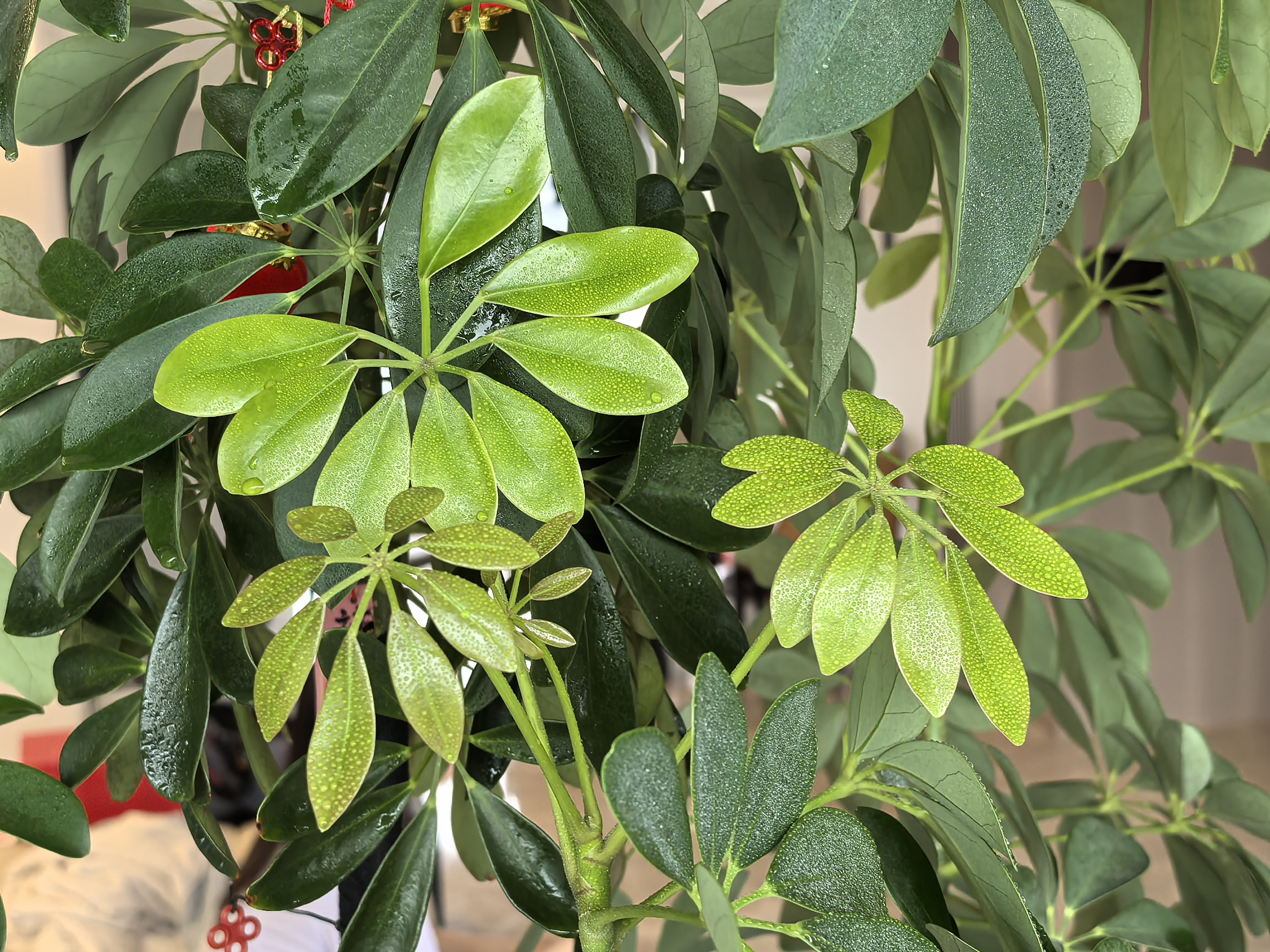 美益棵浓缩营养液通用型600ml月季多肉绿植花卉盆栽园林复合肥料水溶肥 实拍图