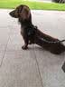 高悠派 狗狗牵引绳中大型犬背心式胸肩背带拉布拉多狗绳宠物通用 实拍图