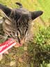 伊纳宝ciao猫零食成猫猫条宠物零食妙好啾噜流质零食布偶猫湿粮鱼条 【预防毛球】金枪鱼味14g*16条 实拍图