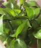 京东绿植绿萝盆栽除甲醛花卉绿植办公室新房净化空气180加仑2盆装源头直 实拍图