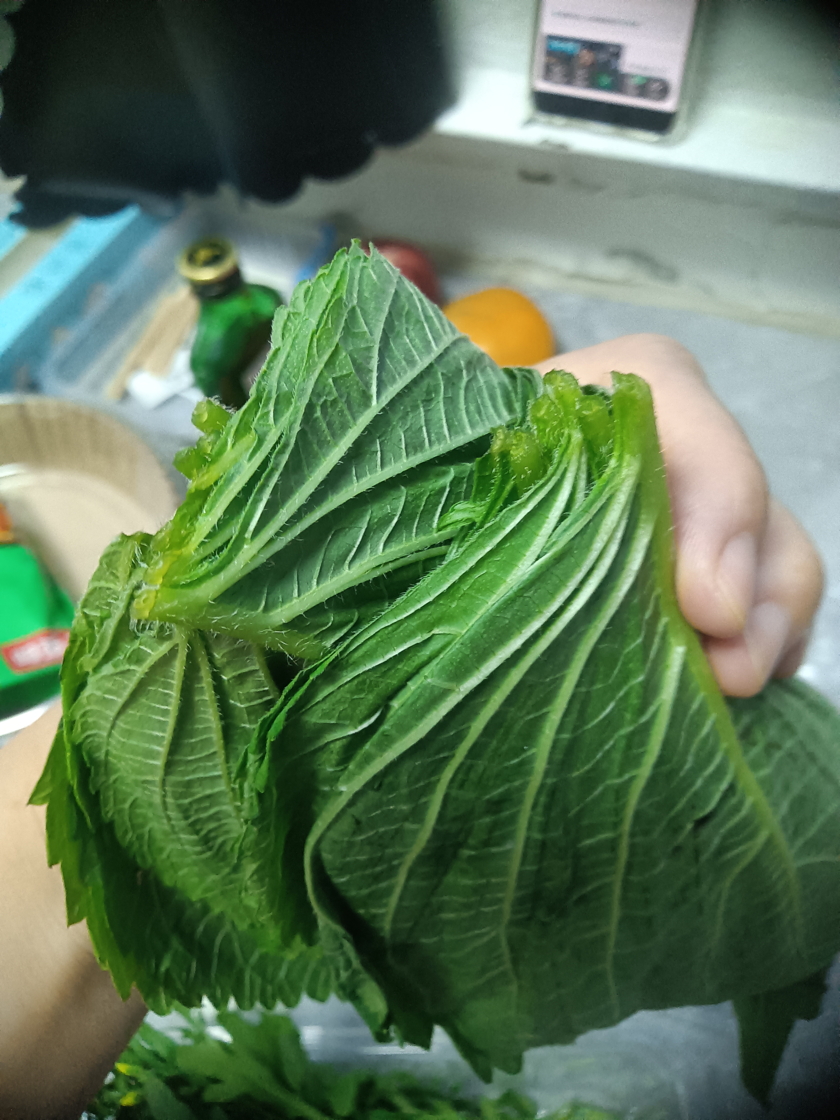 苏子叶30g(韩苏) 实拍图