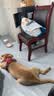 皇家狗粮 幼犬狗粮 幼犬奶糕 宠物中型犬MEJ32全价犬粮2-12月15KG 实拍图