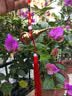 缤越黄铜葫芦挂件开口葫芦带朱砂铜葫芦摆件客厅办公室装饰约6.6cm高 实拍图
