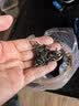 凯卓茶叶绿茶碧螺春茶 2026新茶特级明前嫩芽花果香耐泡茶叶罐装100g 实拍图
