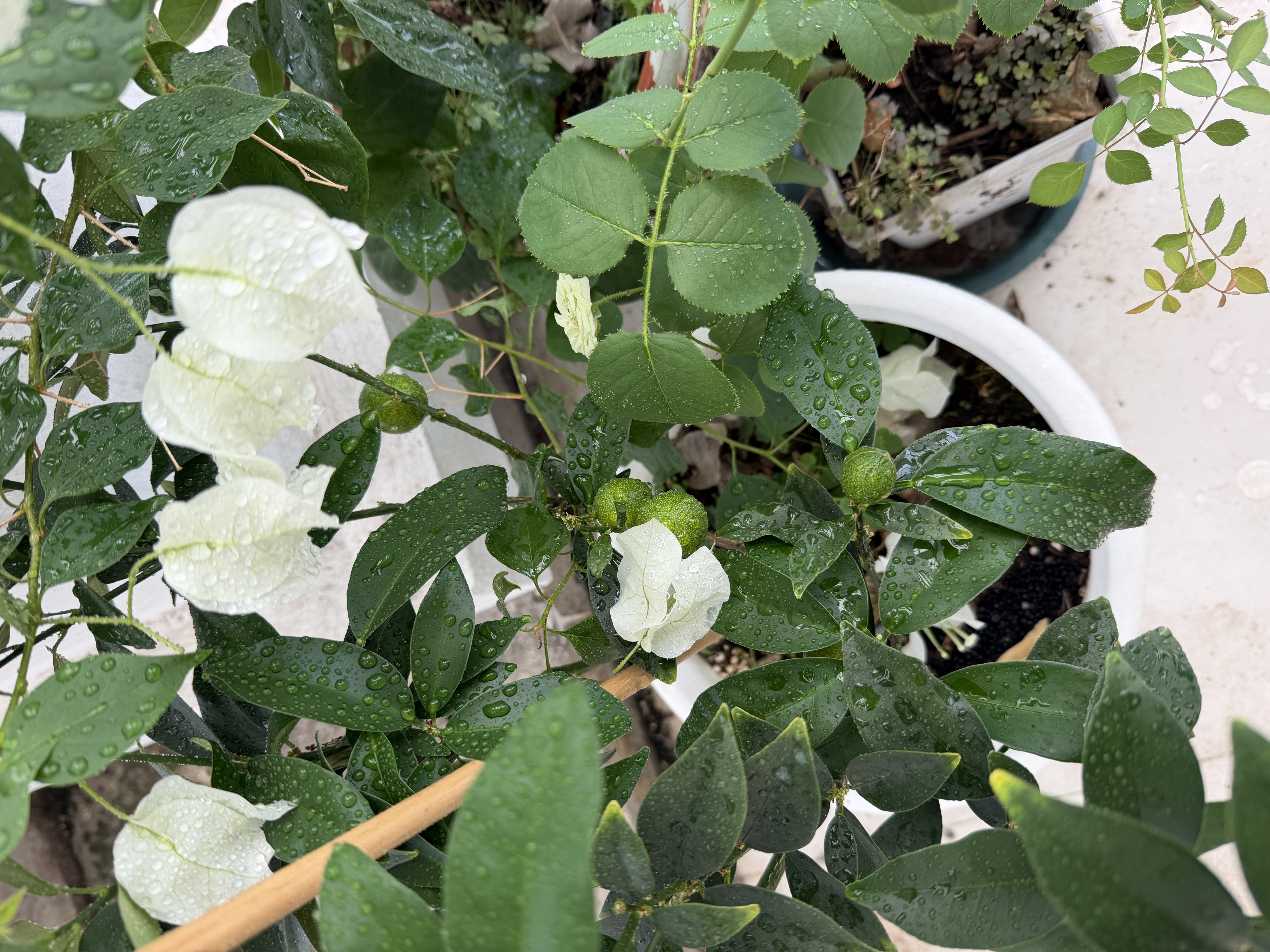 爱丽思花盆塑料圆形树脂多肉花盆种花种菜盆绿萝爱丽丝 白色口径20.3cm 实拍图