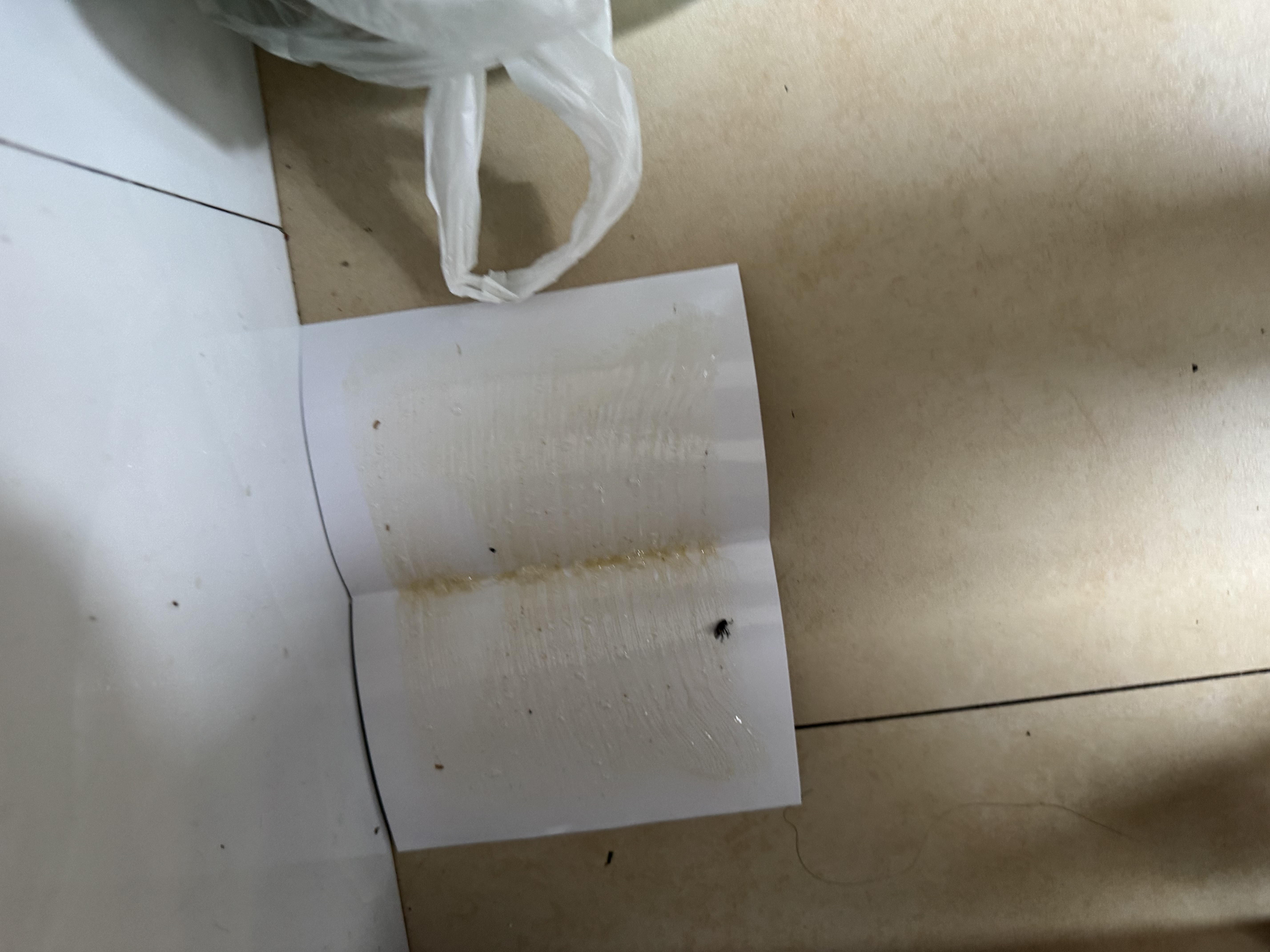 达豪苍蝇贴粘蝇纸灭蝇器捕蝇苍蝇器粘虫板 20张装 实拍图