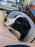 憨憨乐园伊丽莎白圈耻辱圈狗狗猫项圈猫咪头套宠物脖套大型犬防咬圈用品1 实拍图