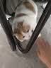 LEGENDSANDY蓝氏 全价猫粮成猫幼猫生骨肉冻干粮猎鸟乳鸽系列兔肉口味1.5kg*3 实拍图
