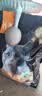 亿迪 冻干猫粮幼猫成猫10斤全价布偶蓝猫英短成年全阶段 实拍图