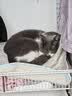 皇家英短成猫粮 BS34 通用粮 12月以上 4.5KG 实拍图