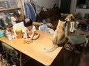 网易严选全价猫粮4.0 宠物主粮成幼猫无谷多重禽肉高蛋白 鸡鸭禽肉味10kg 实拍图