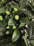 花翁栀子花盆栽四季开花卉大全树苗室内绿植好养易活茉莉花源头直发 实拍图