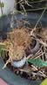 文竹盆栽绿植花卉盆景植物室内客厅水培文松云竹文竹大苗四季常青 小文竹【3棵性价比高】原土球发货 高度15-25cm 实拍图