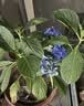绣球花苗无尽夏带花苞四季开花绣球花盆栽庭院好养花卉植物室内花 无尽夏【大花绣球-无尽星河】 精品大苗【花期带花苞】原盆宽18cm高45cm 实拍图