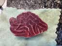 顺丰新鲜现杀10斤腱子肉整根分割前腱后腱不注水速冻非牛腱子 5斤腱子【送料包】 实拍图