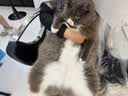 素力高（SolidGold）猫粮金素鸡 成猫幼猫进口高蛋白12磅/5.44kg 实拍图