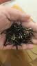 八马茶业特级金骏眉红茶武夷红茶192g茶叶马上红360 节日高端送礼盒装 实拍图