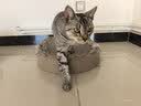 冠能猫粮成猫猫粮鸡肉味3.5kg 全价猫粮 稳固免疫 适口性强 实拍图
