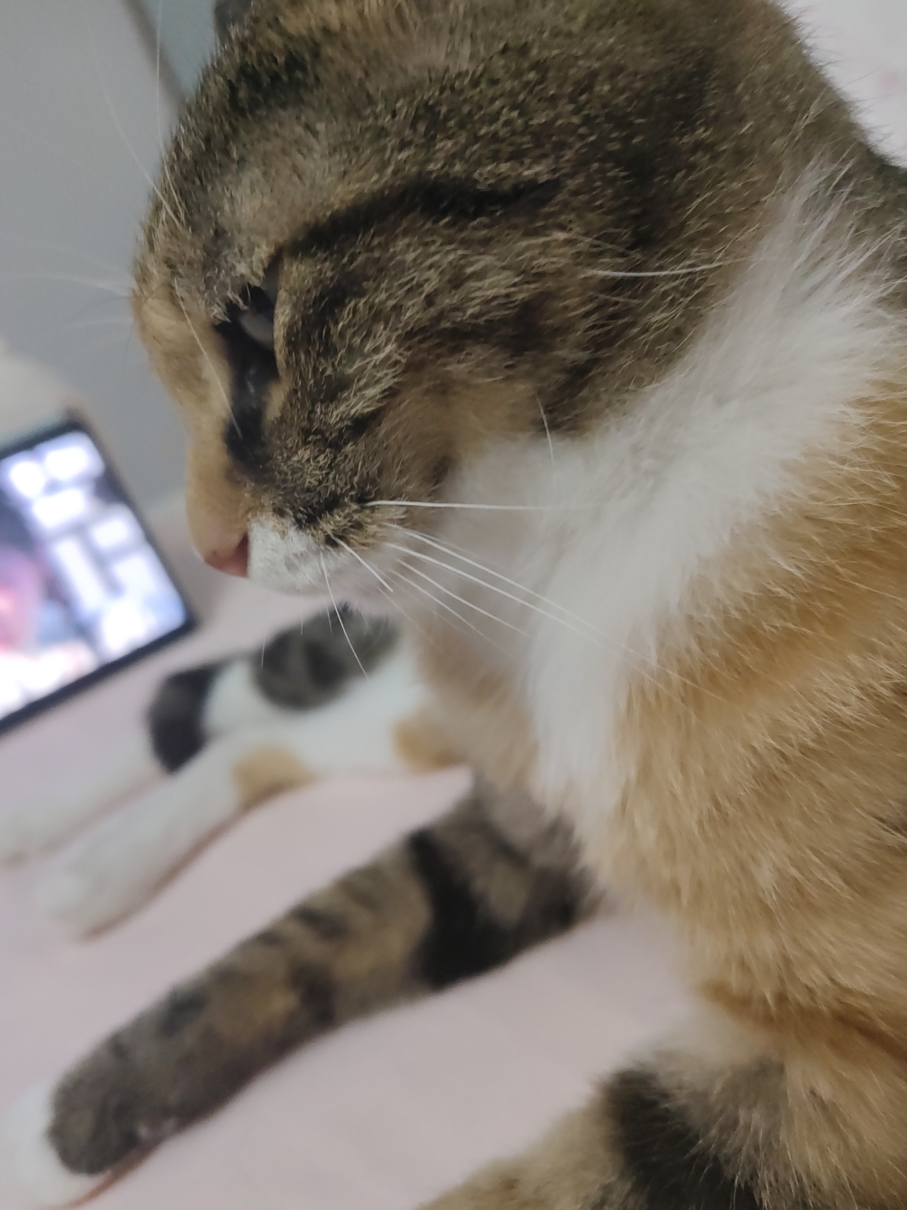 喵先生【带挂碗+垫板】宠物航空箱大号狗猫托运箱猫咪狗狗航空箱运输箱 一号 建议12斤以内 实拍图