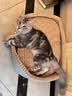 华元宠具（hoopet）猫窝四季通用猫咪床狗狗窝秋冬季保暖宠物沙发小型犬可拆洗睡垫子 实拍图