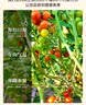 京鲜生山东彩虹爆汁小番茄净重3斤(5-7种)水果圣女果千禧源头直发 实拍图