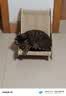 玫斯猫粮 METZ益生元鱼肉配方 幼猫成猫全阶段猫粮 鱼肉糙米配方全价猫粮 6kg 实拍图