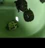 萌龟饲家深水黄耳龟乌龟活物冷水长寿龟家养宠物观赏小乌龟招财吃粪龟 5-6厘米可深水 2只情侣龟 实拍图