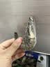 鲜京采 鲜冻大号黑虎虾 去冰净重2斤 31-40只/盒 美食大赛同款 中秋 实拍图