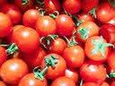 云南新鲜千禧圣女果小番茄现摘现发多汁水果适合孕妇食用 1斤 实拍图