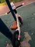 乐卡（Lecoco）儿童平衡车无脚踏宝宝学步车2-6岁幼儿滑行滑步车 12寸 X1-丝绒摩卡 【充气轮】 实拍图