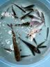 龙王恨鱼饵蓝鲫X5青春版腥香饵江河黑坑野钓鲫鲤草鳊鱼通杀综合钓鱼饵料 蓝鲫X5·饕餮盛宴(320g/包)*5 实拍图