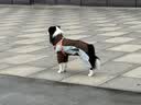 皇家狗粮 成犬狗粮 犬粮 宠物 中型犬 M25 全价犬粮 ≥12月 4KG 实拍图