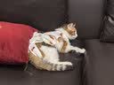 欢宠网宠物猫咪绝育服猫手术服母猫衣服断奶术后恢复猫猫小猫透气防舔衣 实拍图