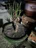 红梅盆景老桩盆栽原生梅花植物盆栽室内绿植耐寒浓香型乌梅不含盆 红梅8年盆景（今年冬天开花） 实拍图
